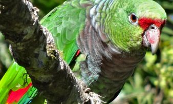 papagaio-de-peito-roxo apoiado pelo TFCA/Funbio