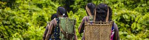 tradição e futuro da amazônia kayapó